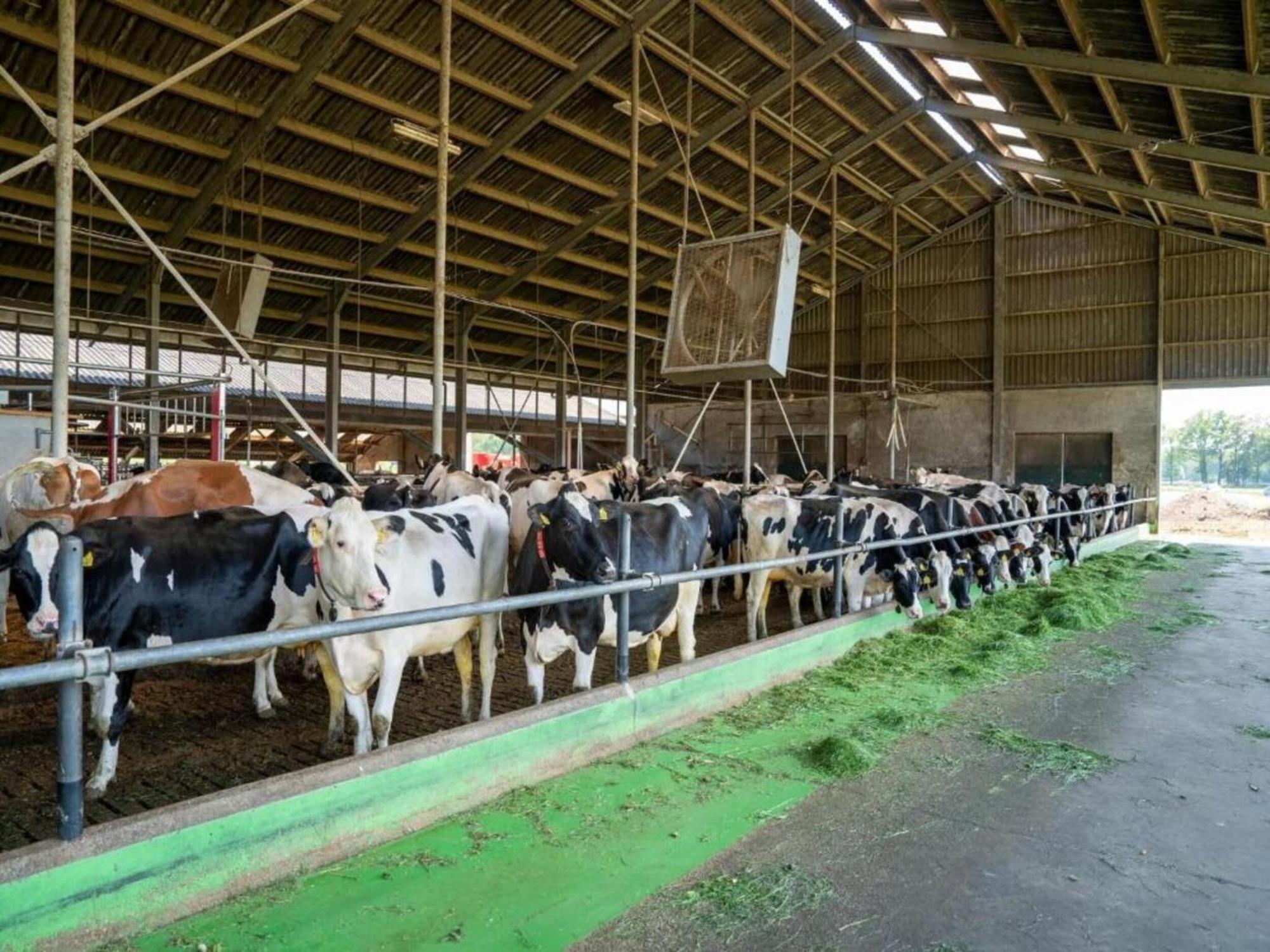 Monumental Farm In The Ash Landscape Villa Geesteren  Exteriör bild